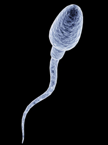 espermatozoide